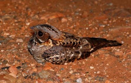 Fiery-necked nightjar